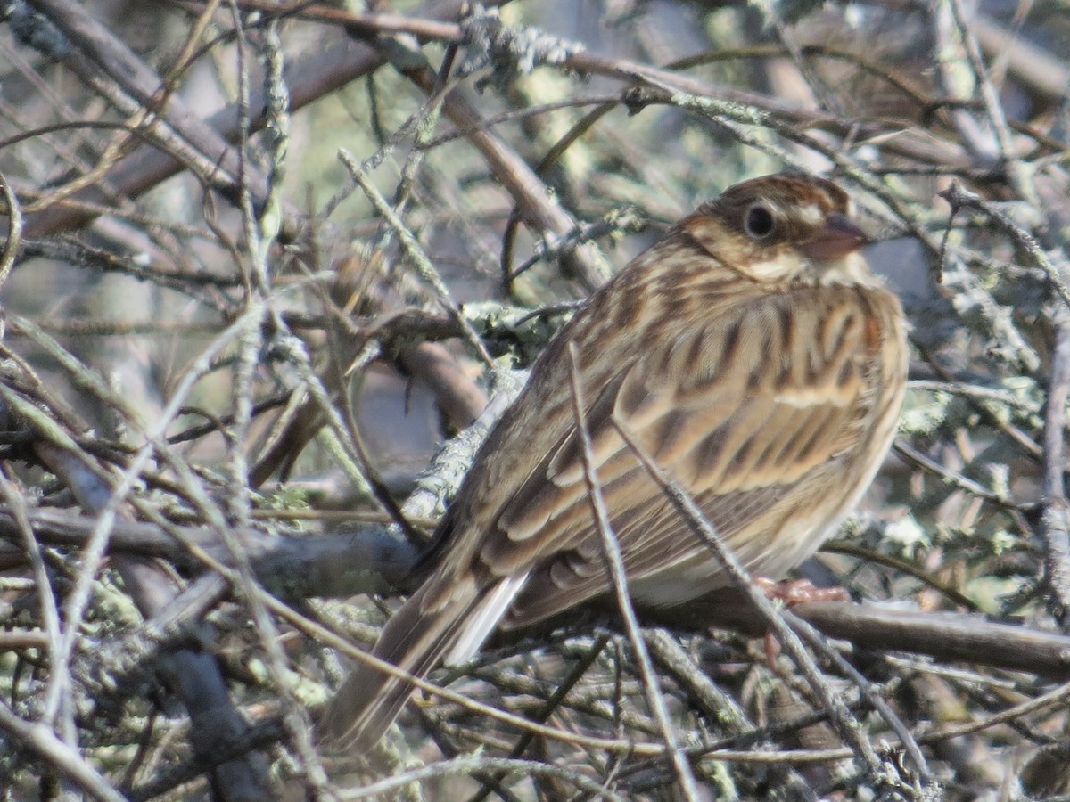 Vesper Sparrow - ML75159801