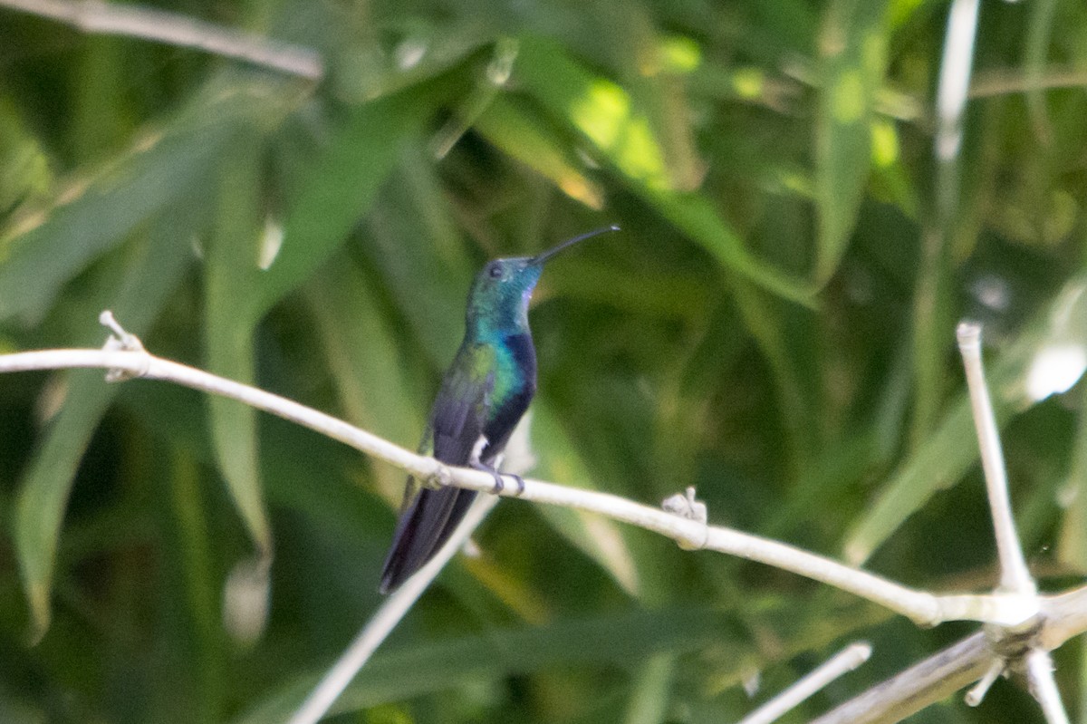 Green-throated Mango - ML75159951