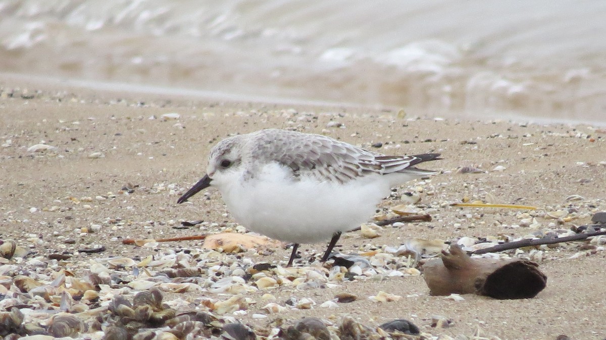 Bécasseau sanderling - ML75162561