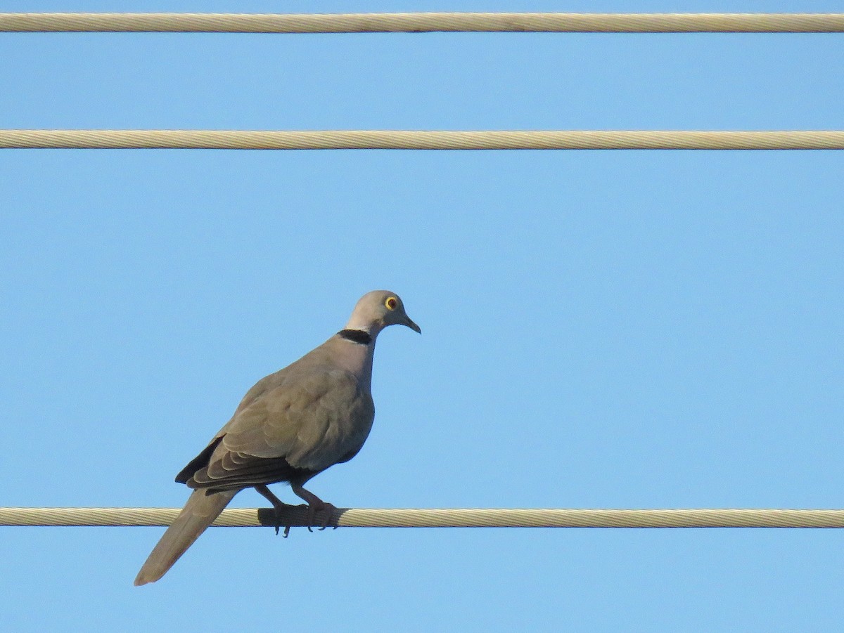Burmese Collared-Dove - ML75163461