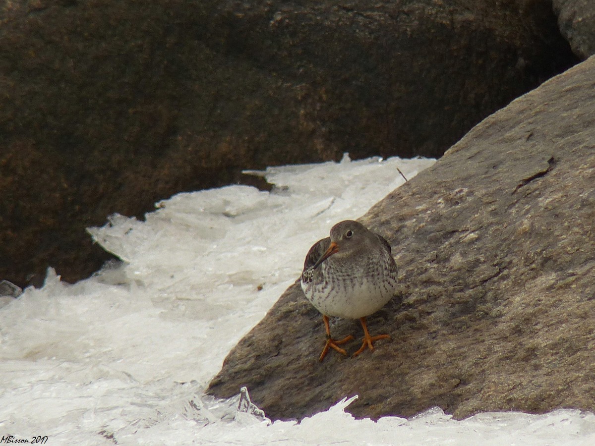 Purple Sandpiper - ML75164221