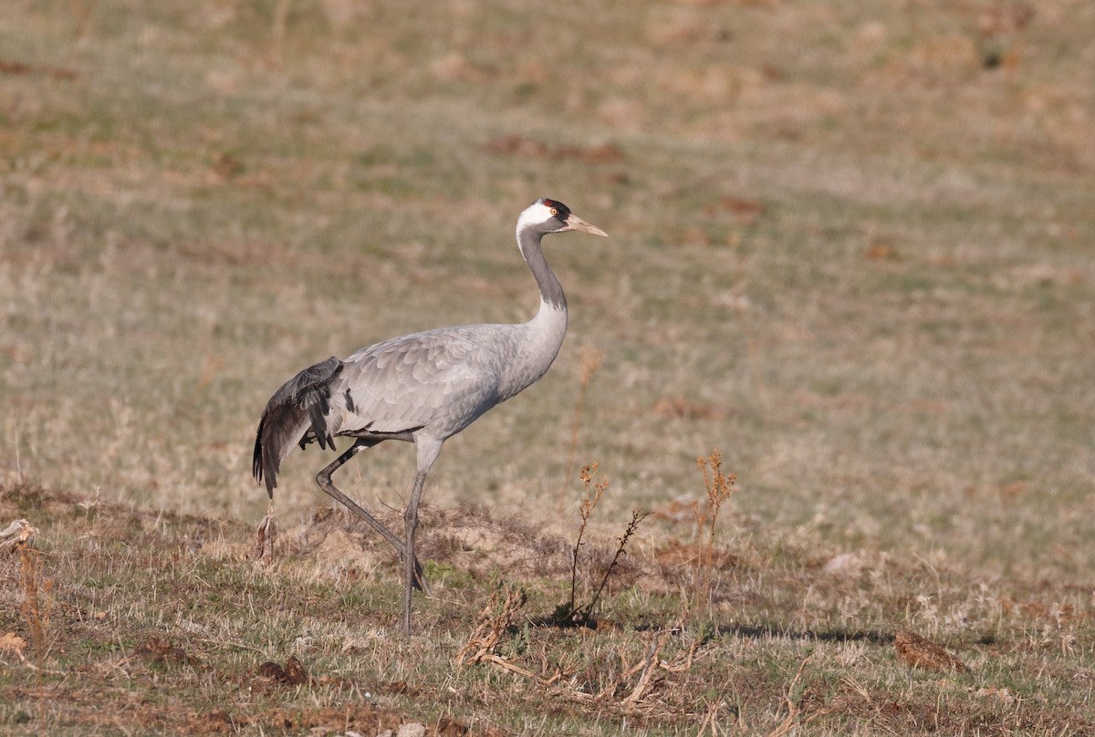 Grulla Común - ML75165201