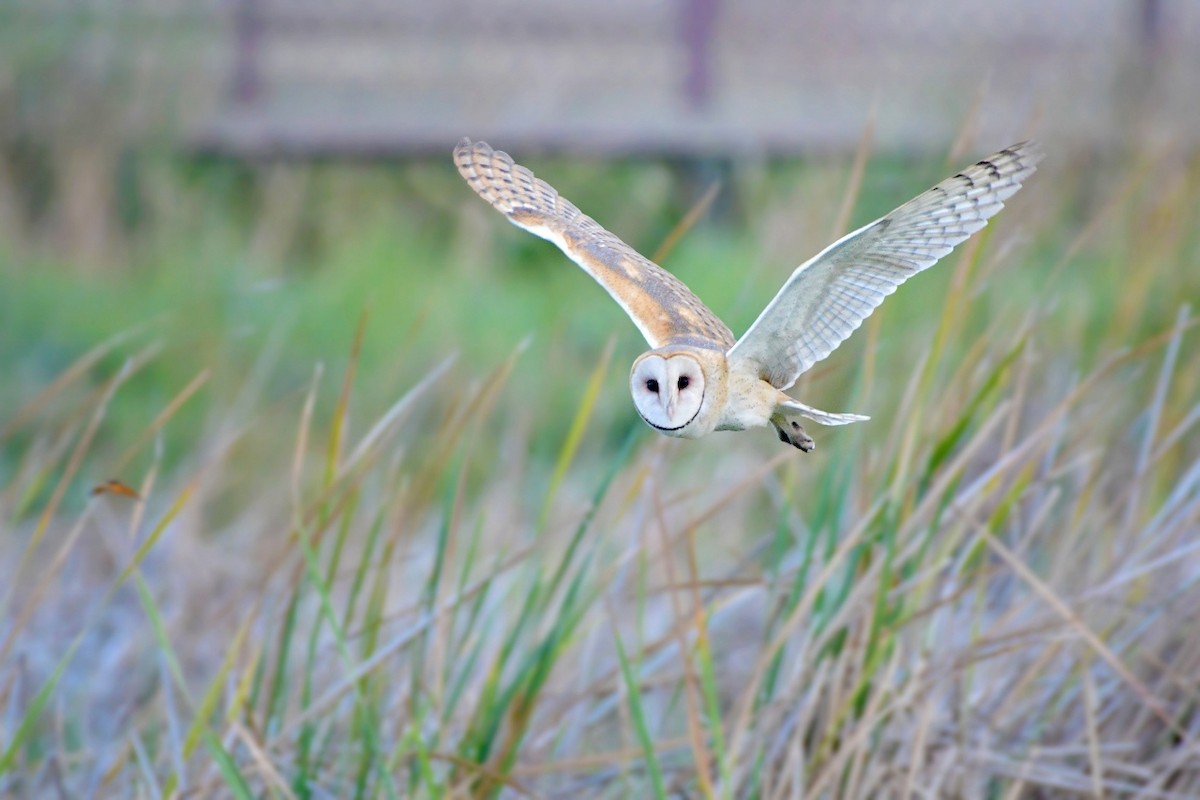 Barn Owl (American) - ML75165351