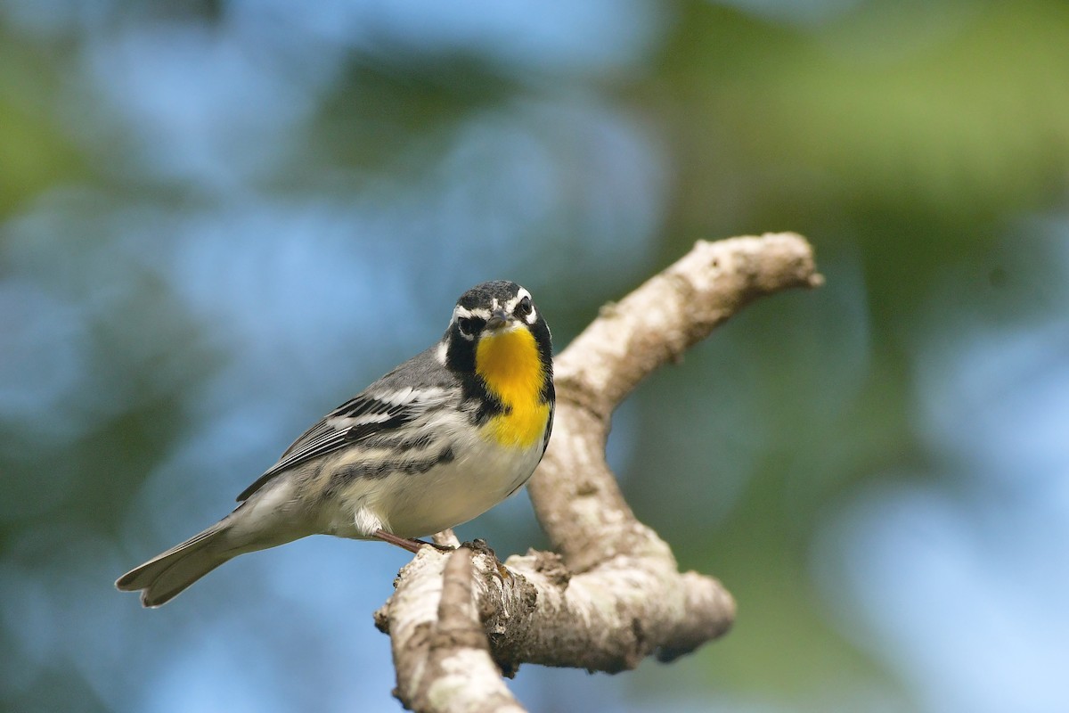 Yellow-throated Warbler - ML75165611