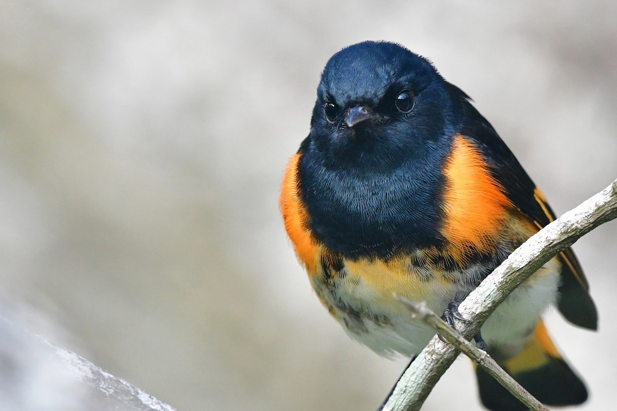 American Redstart - Bryan Calk