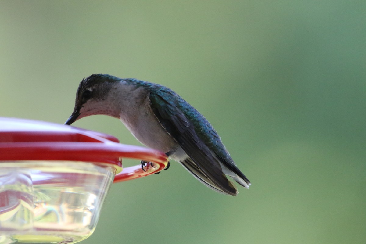 Ruby-throated/Black-chinned Hummingbird - Karen & Tom Beatty