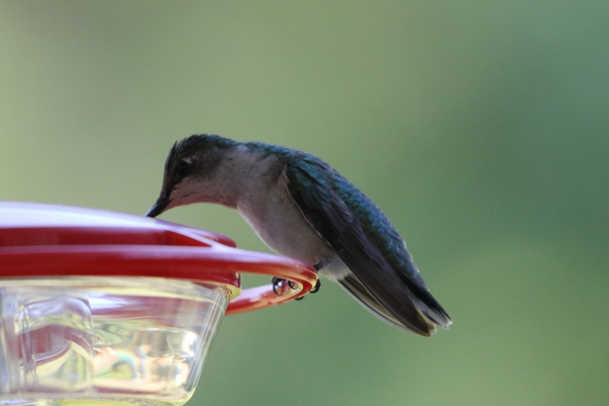 Ruby-throated/Black-chinned Hummingbird - Karen & Tom Beatty