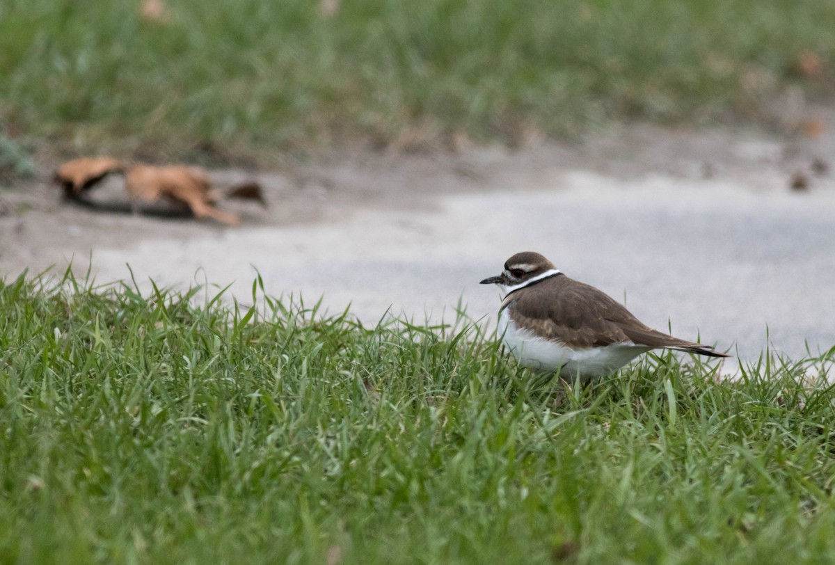 Killdeer - ML75168741