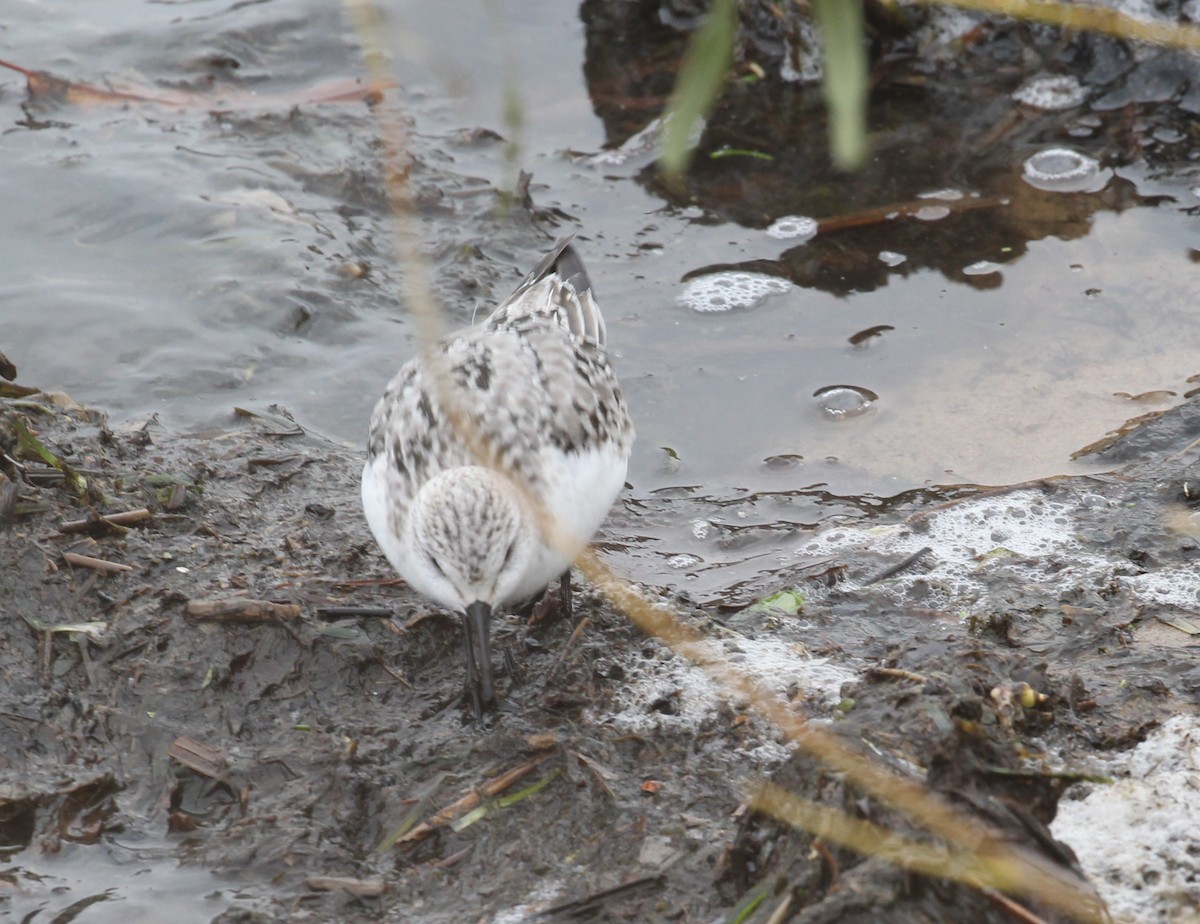 Sanderling - ML75169371