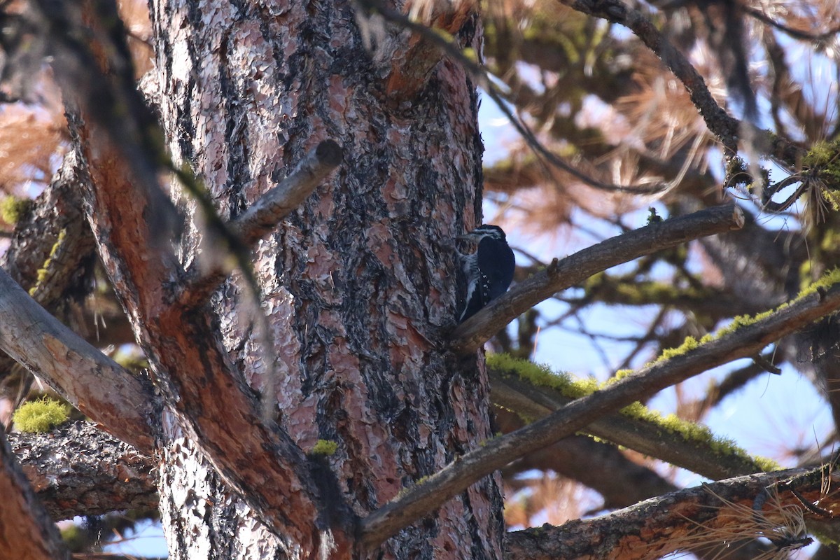 Black-backed Woodpecker - ML75169541