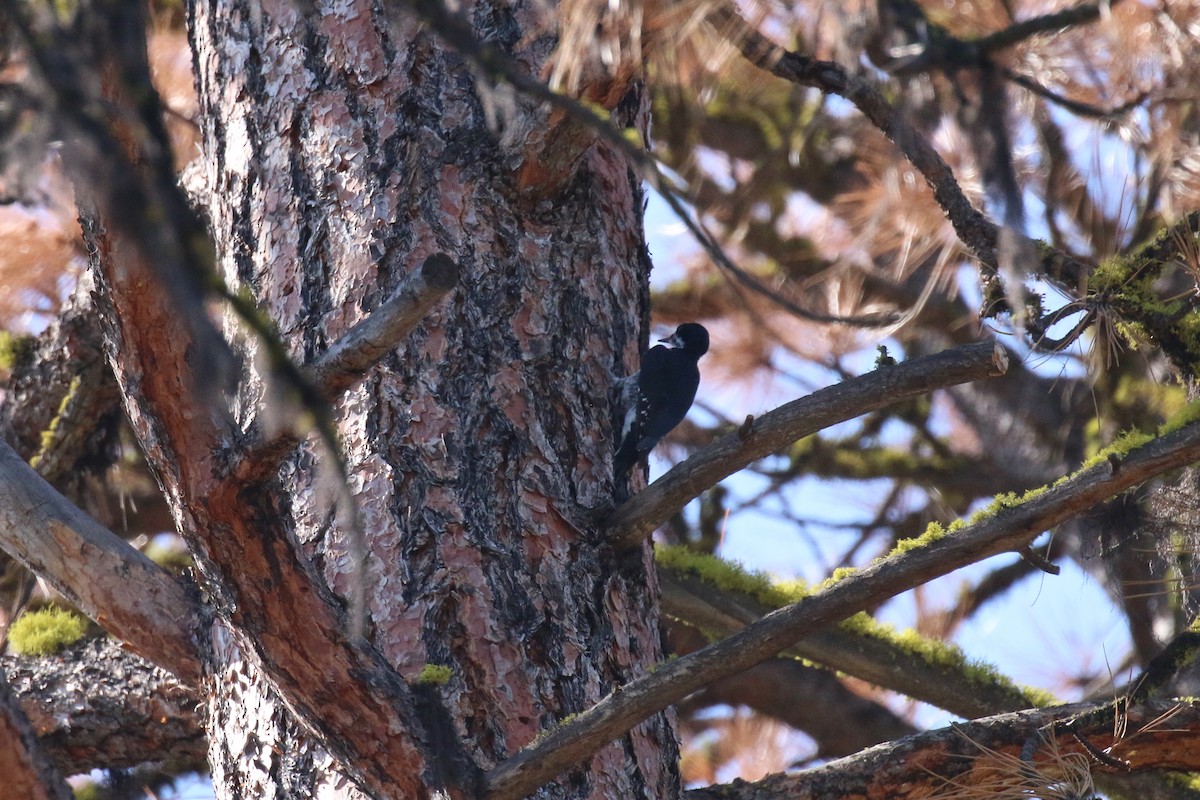 Black-backed Woodpecker - ML75169571