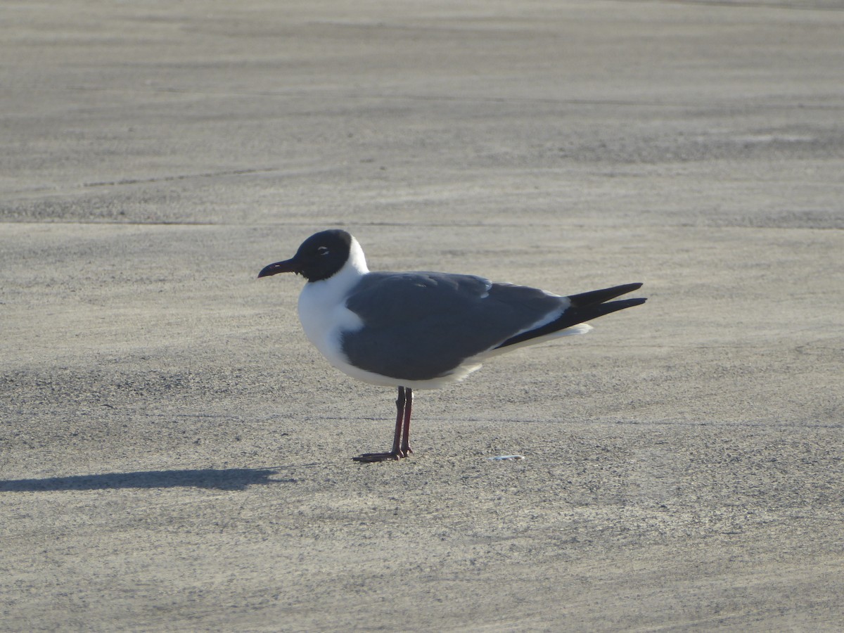 Laughing Gull - Craig Doolan