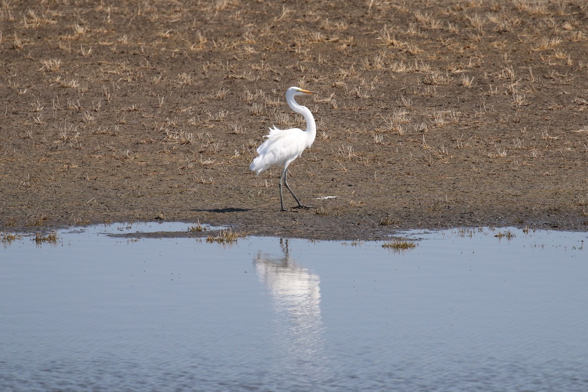 Great Egret - Henry Burton