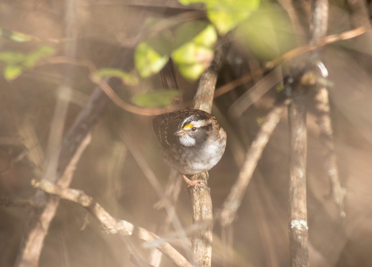 White-throated Sparrow - ML75170011