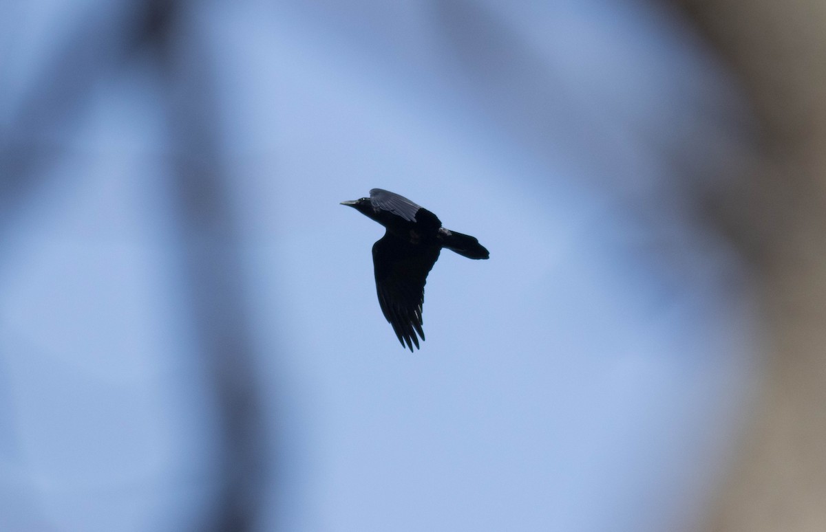 Common Raven - ML75170051