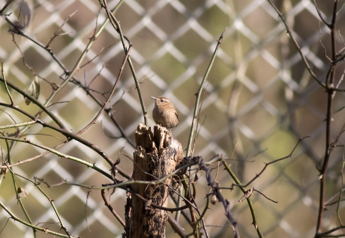 Winter Wren - ML75170081