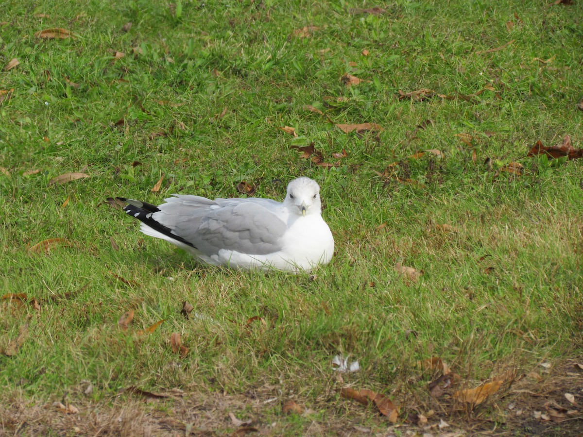 Ring-billed Gull - ML75170221