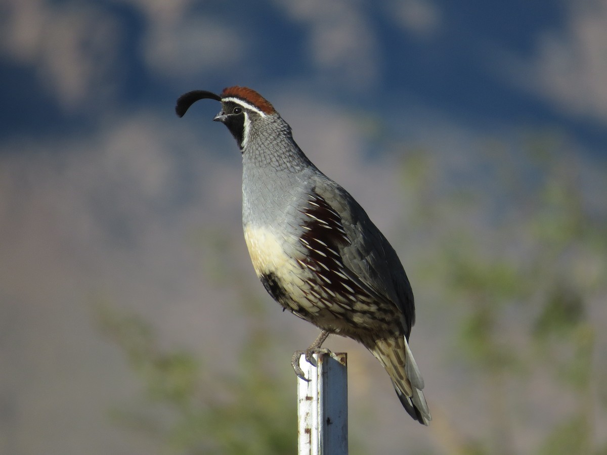 Gambel's Quail - Brian Wulker