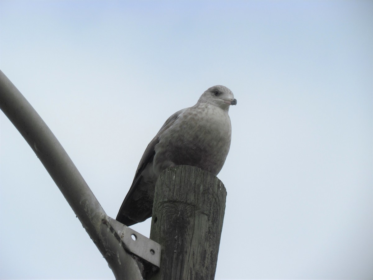 Ring-billed Gull - ML75171041