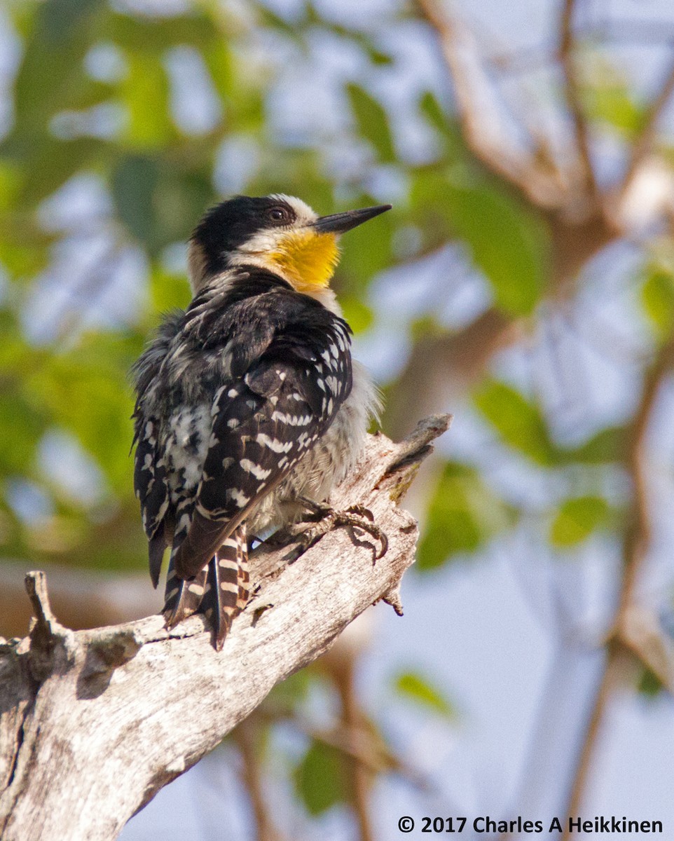 White-fronted Woodpecker - Chuck Heikkinen