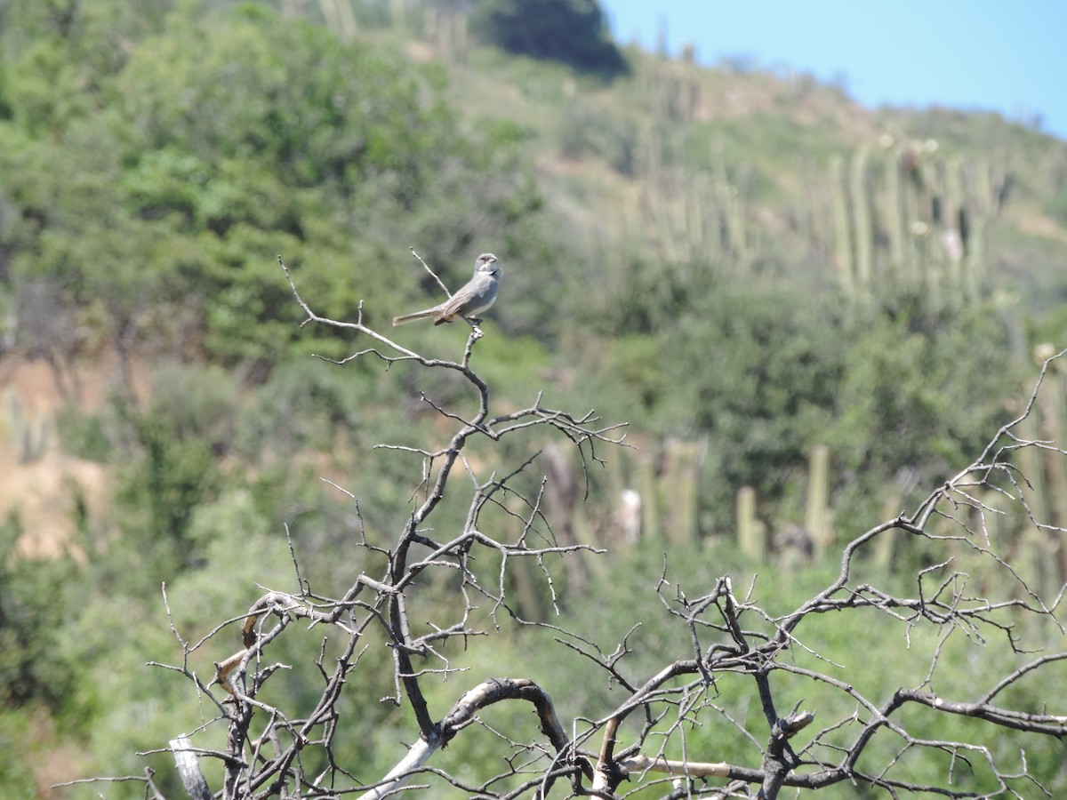 Diuca Finch - Maria Lopez Rico