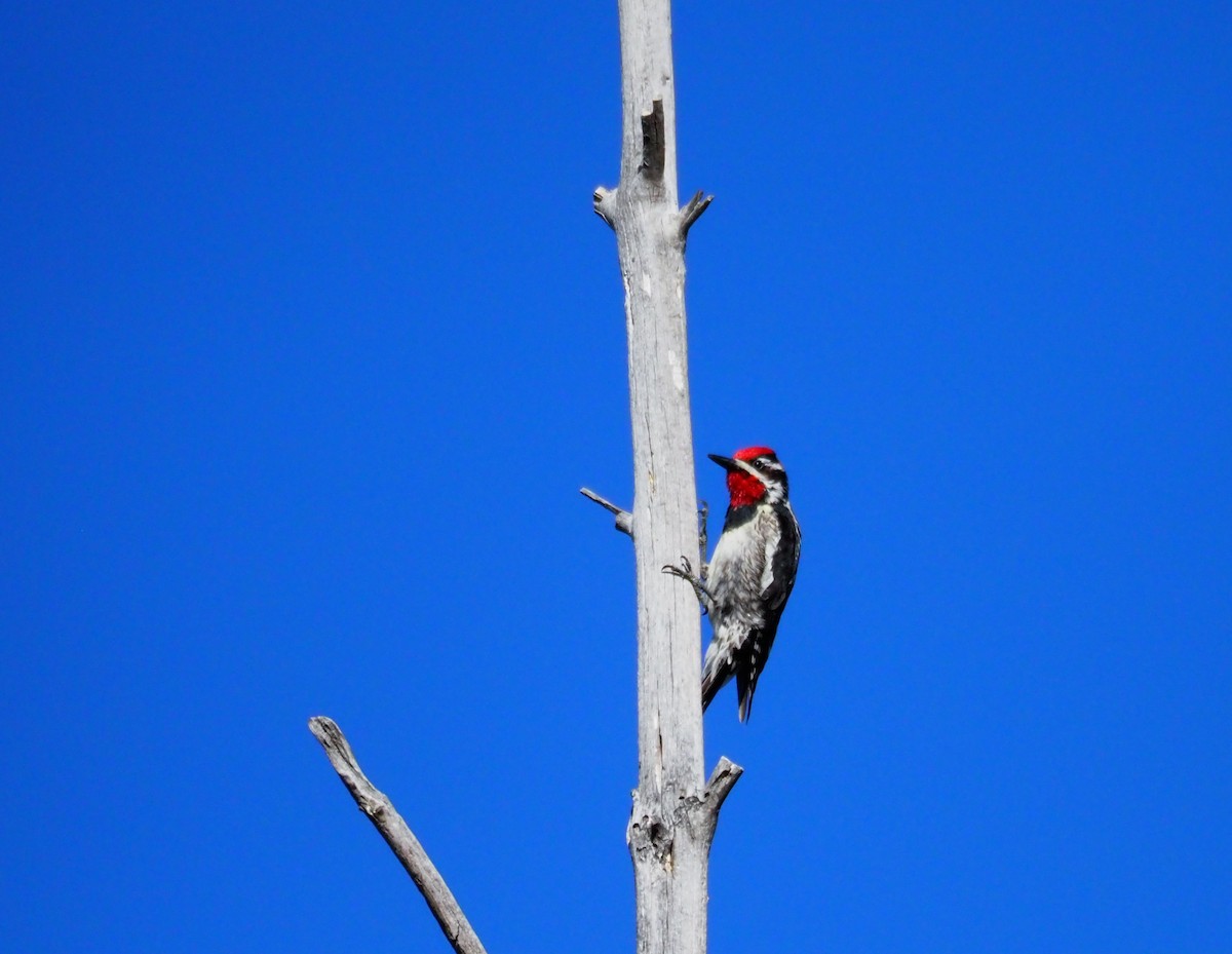 Red-naped Sapsucker - ML75172161