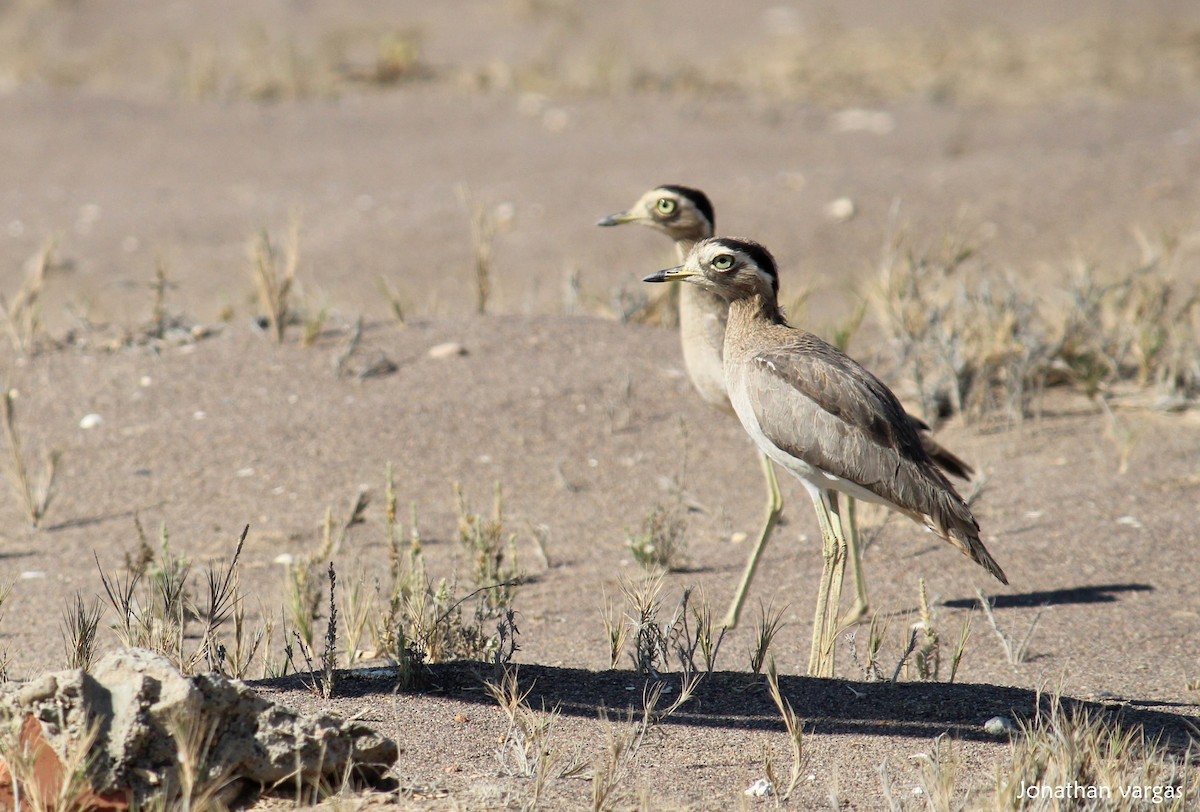 Peruvian Thick-knee - ML75172731