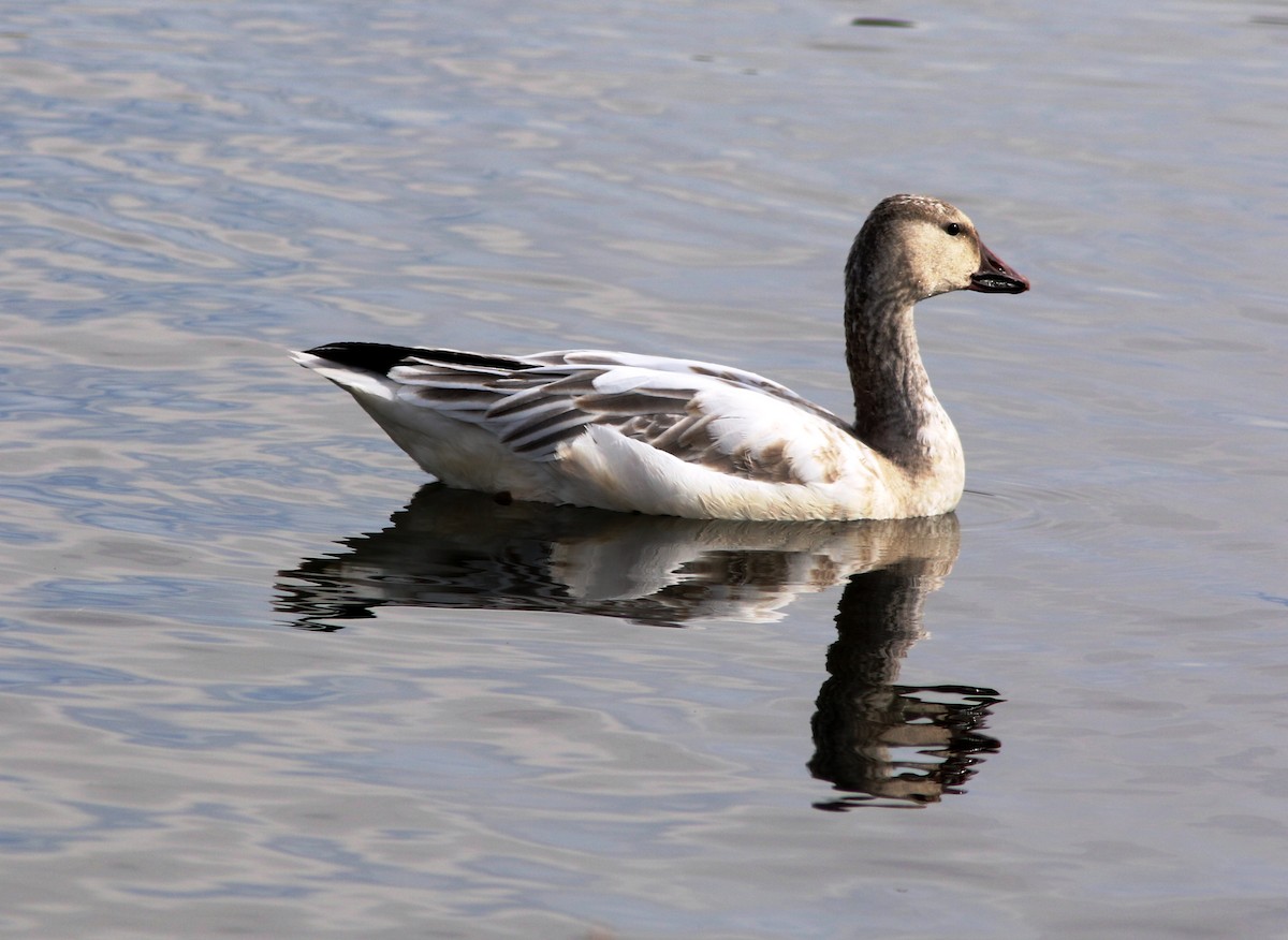 Snow Goose - ML75173561