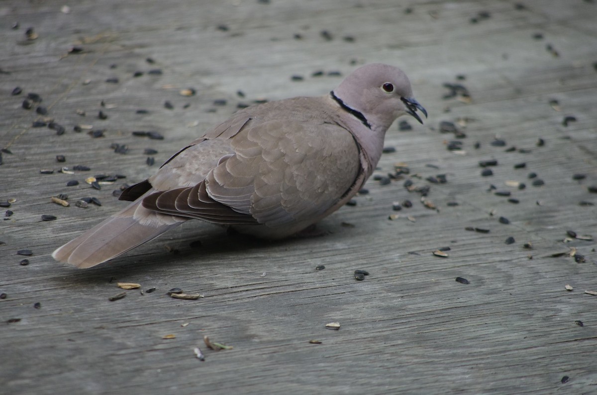 Eurasian Collared-Dove - Yukon Bird Club Historical Data