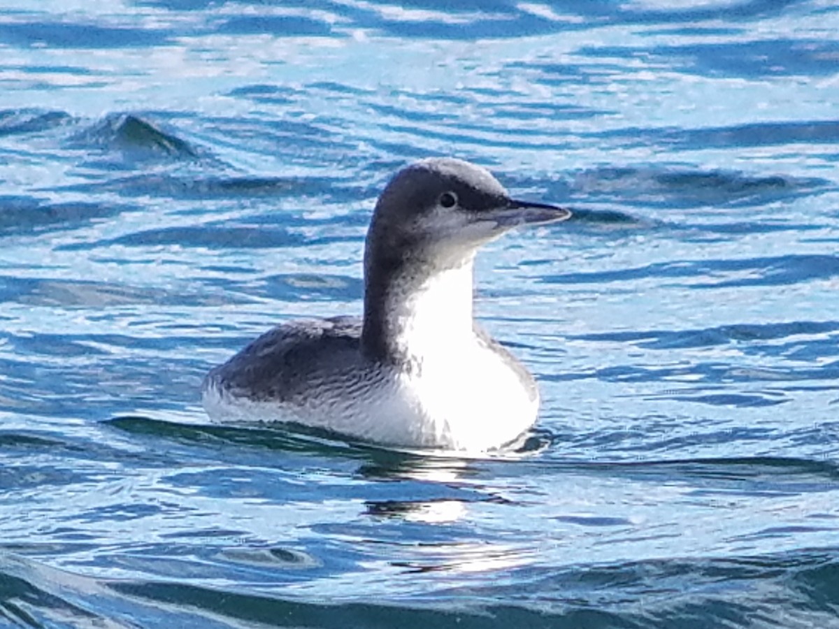 Pacific Loon - ML75176641