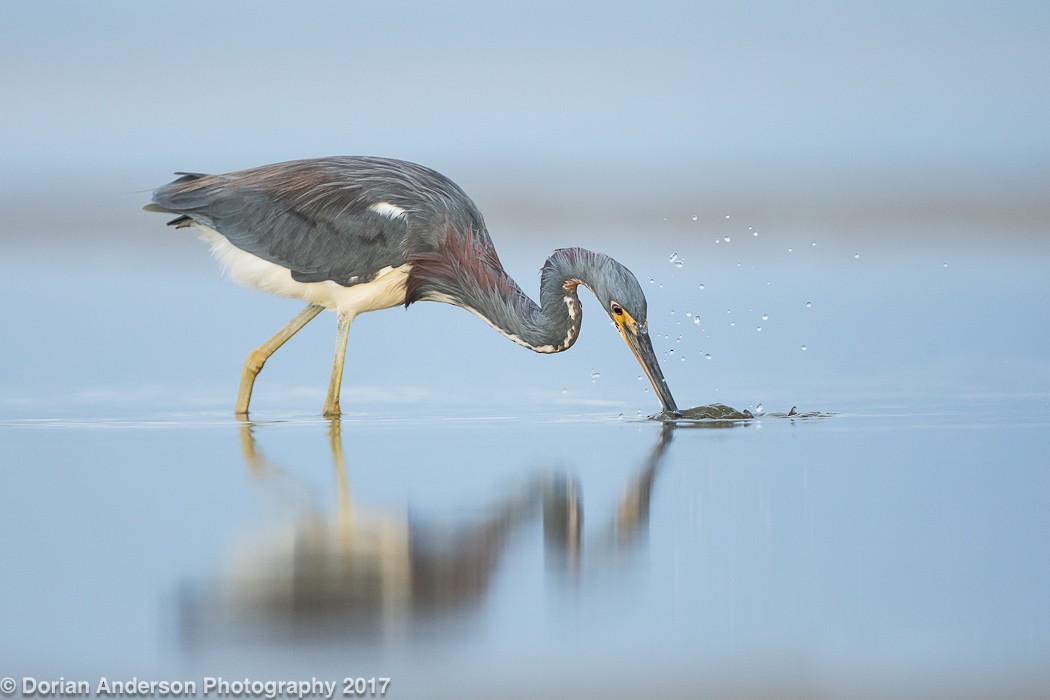 Tricolored Heron - ML75177571