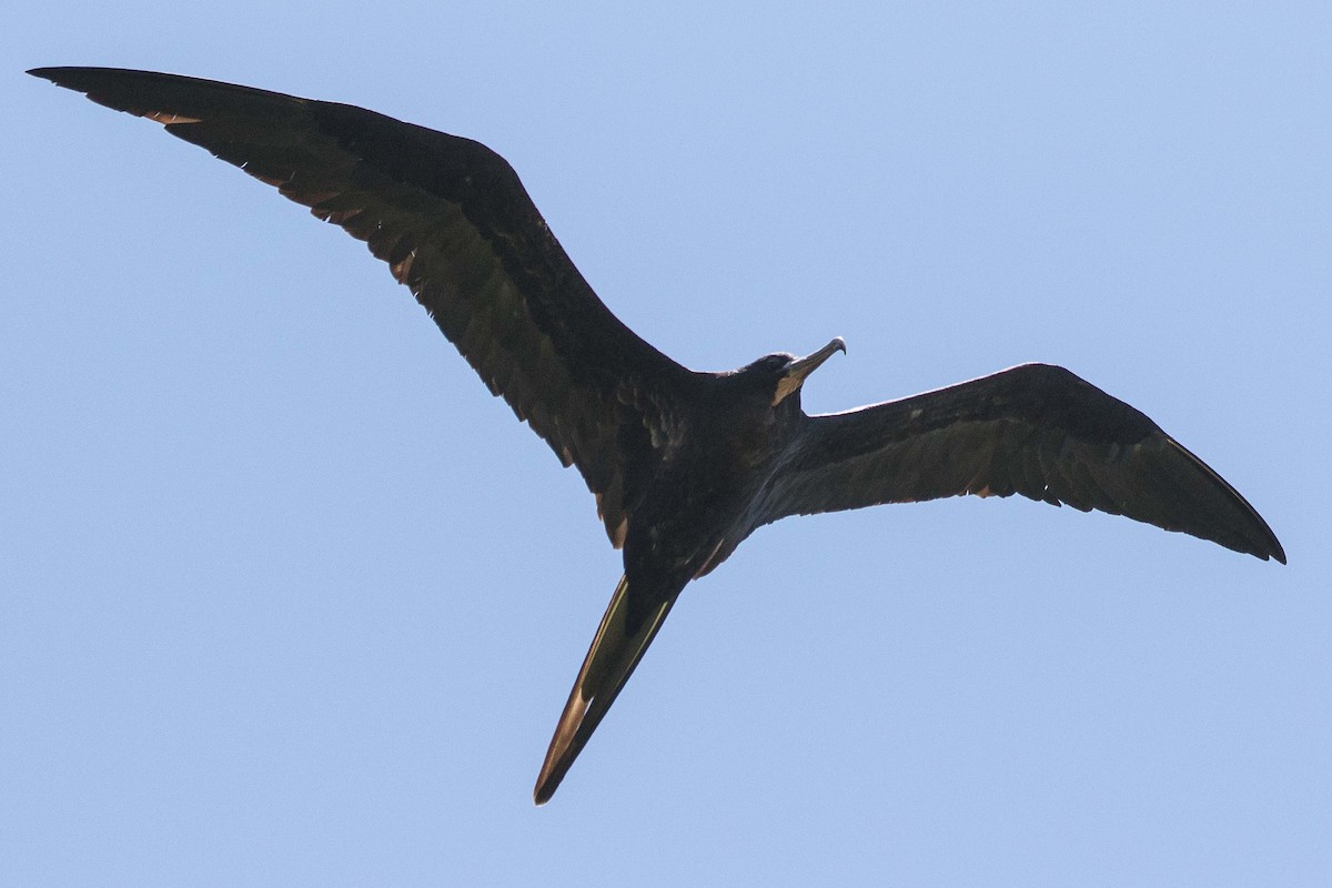 Great Frigatebird - Eric VanderWerf
