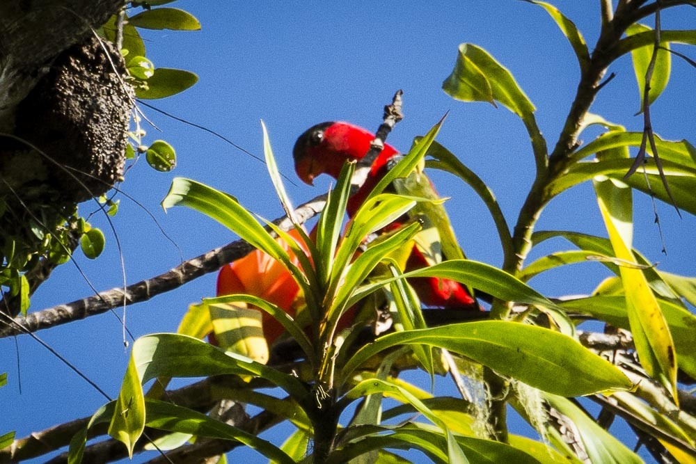 Purple-naped Lory - David Bishop