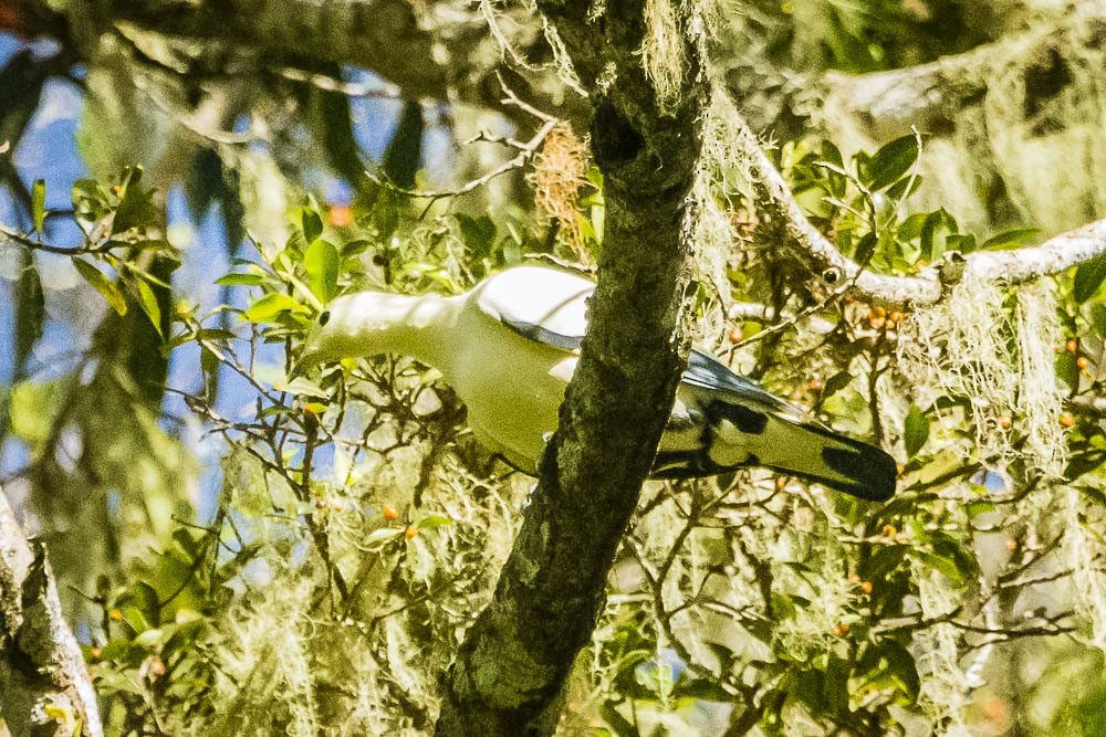 Pied Imperial-Pigeon - David Bishop