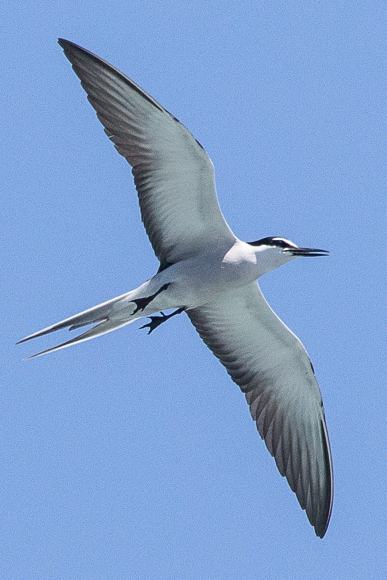 Bridled Tern - Eric VanderWerf