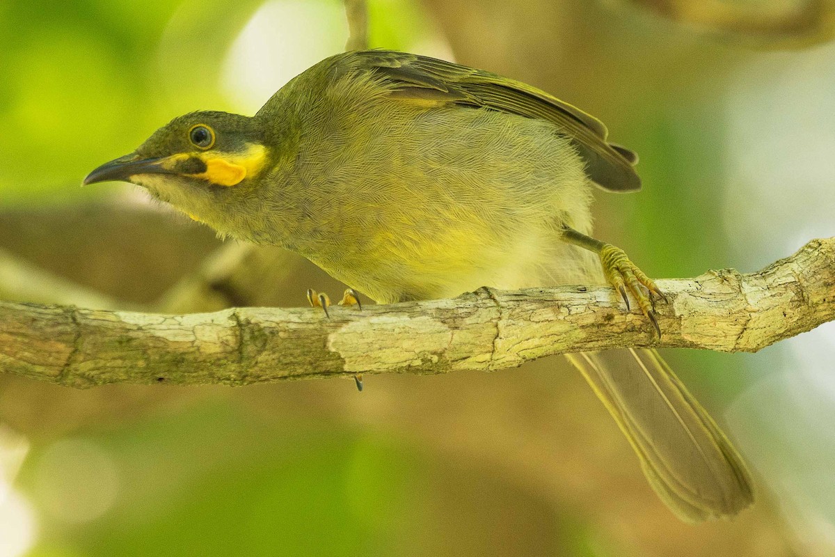 Eastern Wattled-Honeyeater - ML75180001