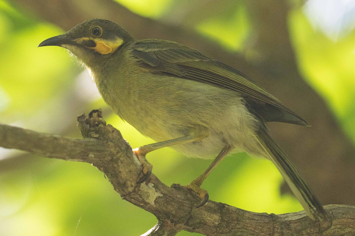 Eastern Wattled-Honeyeater - ML75180011