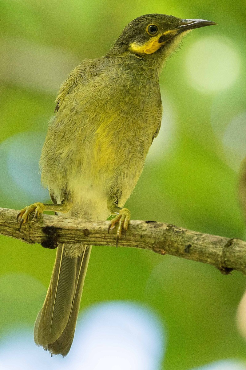 Eastern Wattled-Honeyeater - ML75180021