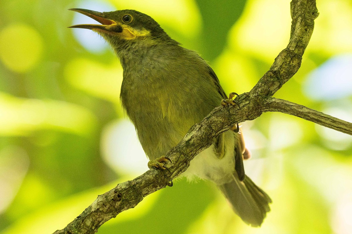 Eastern Wattled-Honeyeater - ML75180041