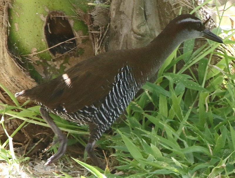 Guam Rail - ML75180771