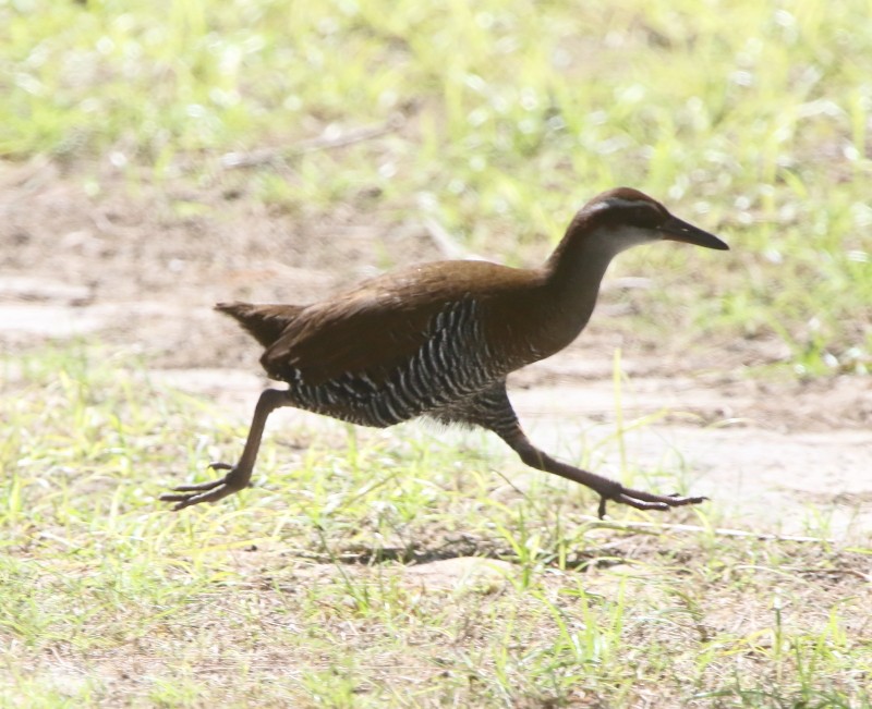 guamrikse - ML75180781