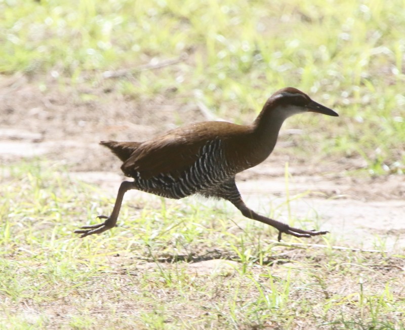 Guam Rail - ML75180781