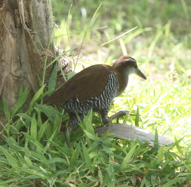 Guam Rail - Joseph Mancuso