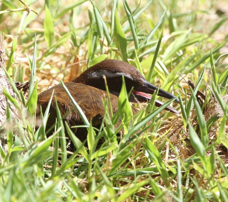 Guam Rail - ML75180821