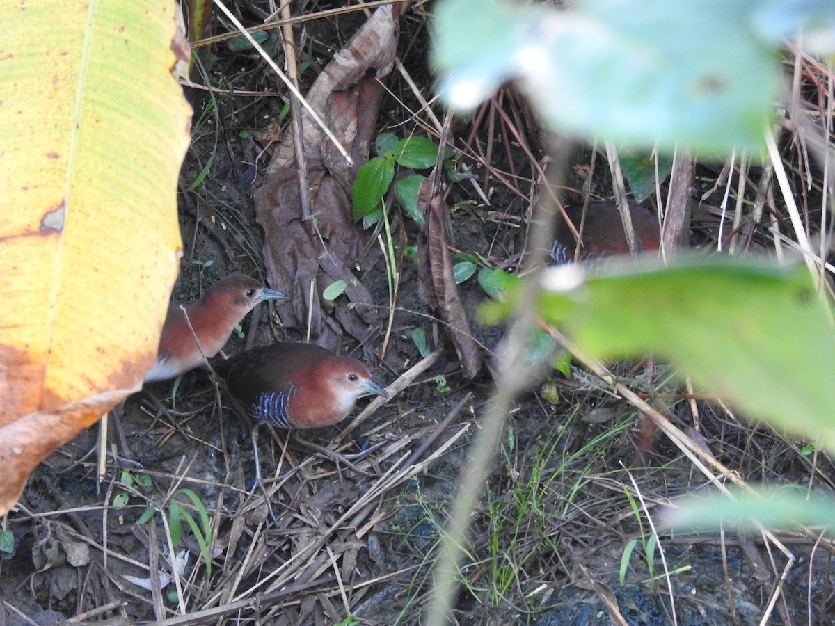 White-throated Crake - ML75181501