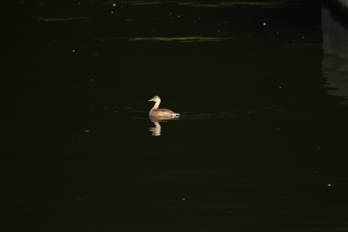 Little Grebe - ML75183021