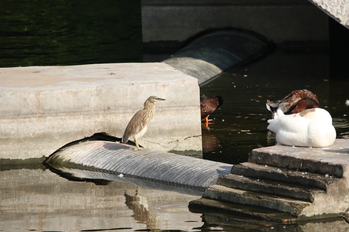 Chinese Pond-Heron - ML75183111