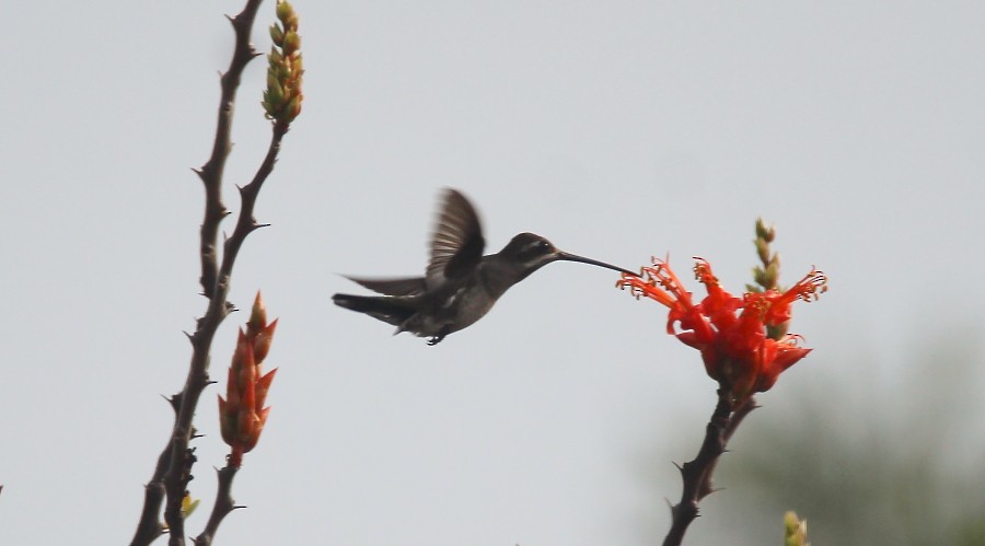 kolibřík achátový - ML75184721
