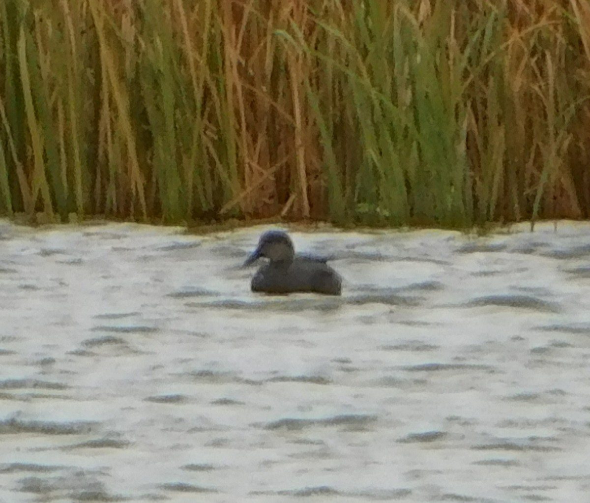 Gadwall - ML75185181