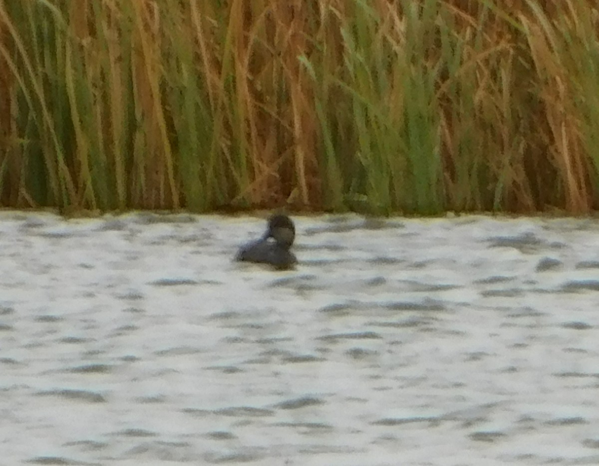 Gadwall - ML75185201